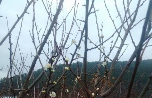 Bozüyük’te Erik Ağaçları Çiçek Açtı