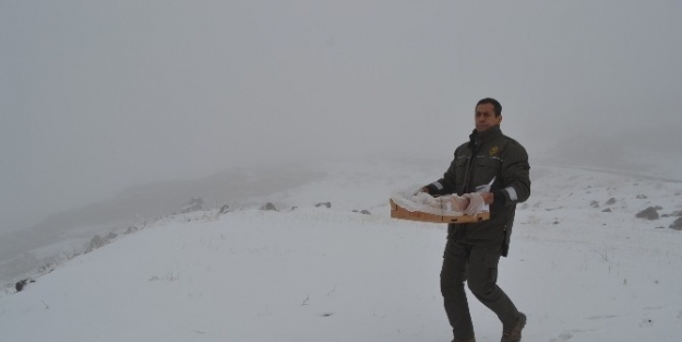 Yaban Hayvanları İçin Ağrı Dağı Eteklerine Yem Bırakıldı