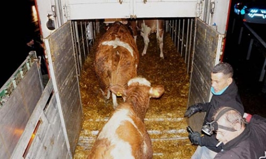 Damızlık inek taşıyan TIR kaza yaptı