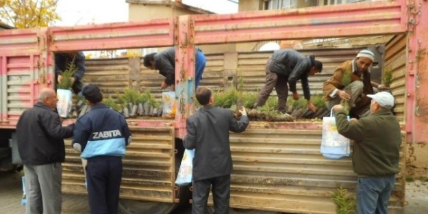 Konya’nın Üç İlçesinde 30 Bin Fidan Toprakla Buluştu