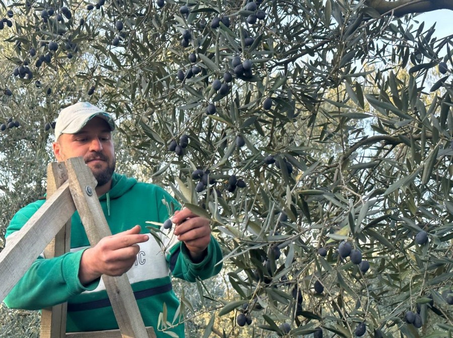 Bursa'da şaşırtan olay! Mart ayında zeytin hasadı...