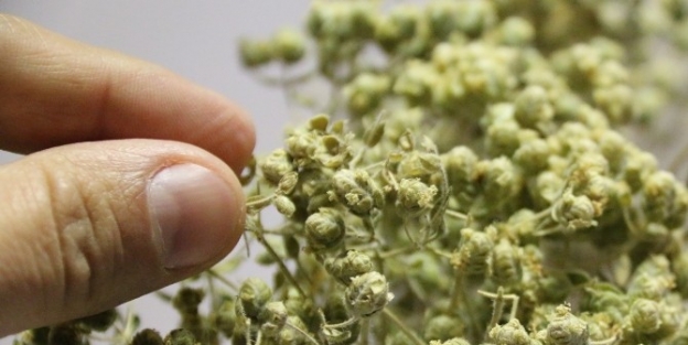 Kekik Ekonomiye Can Ağızlara Tad Veriyor