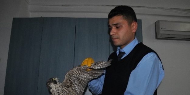 Alaplı’da Yaralı Doğana Belediye Sahip Çikti