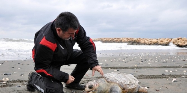 Mersin’de Sahile Ölü Caretta Caretta Vurdu