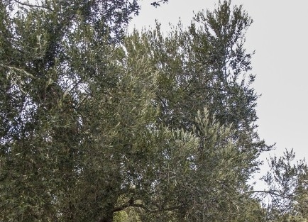 Zeytincilere Makineli Hasat Çağrisi