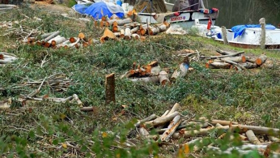 Profesörden o ağaçların kesimine tam destek