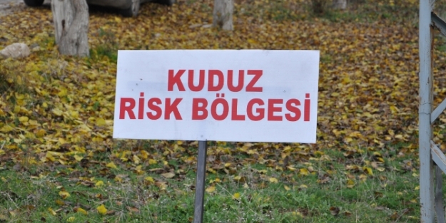 O ilde kuduz alarmı