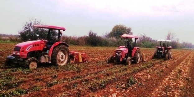 Ödemiş’te Güz Patatesi Yağışlı Havaya Takıldı