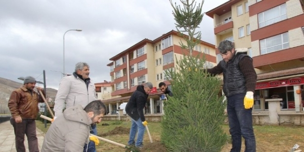 Ağaçlandırma Çalişmalarina Devam