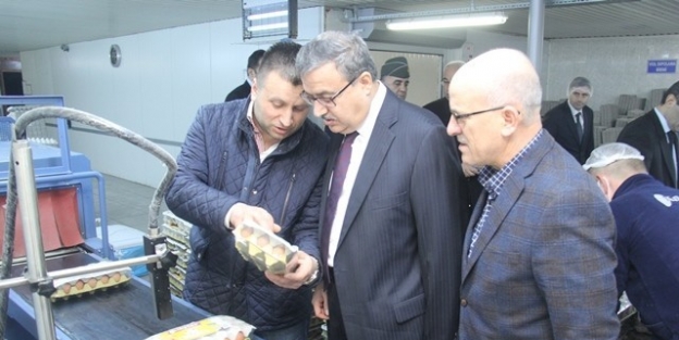 Vali Ali İhsan Su, Kılıçlar Yumurta Tesislerini İnceledi