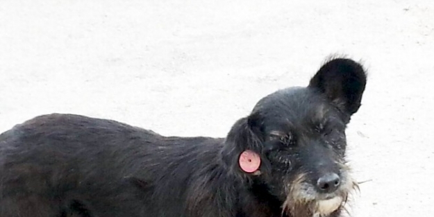 Belediye Ekiplerinden İlginç Baskın