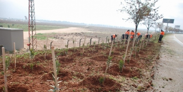 Havaalanı Yolundaki Ağaçların Bakımı Yapılıyor
