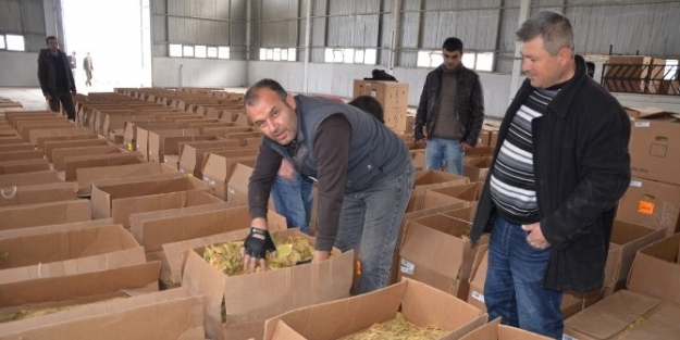 Eşme’de Yılın İlk Tütük Mahsulleri Firmaya Teslim Edildi