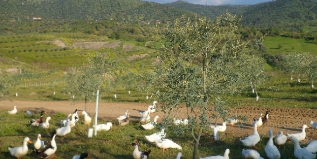 Aydın’da Bir İşletme Kanatlı Hayvanları Temizlik İşçisi Olarak Kullanmaya Başladı