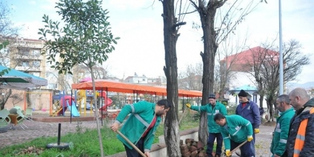 Çan Belediyesi İlçe Merkezinde Ağaçlarda Gençleştirme Yapıyor