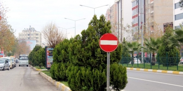 Refüjdeki Bitkiler Sürücü Ve Yayaları Zora Sokuyor