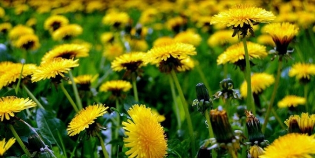 Safra Kesesi Taşından Ameliyatsız Kurtulun