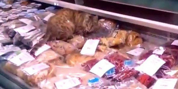 Sokak kedisi bin dolarlık vurgun yaptı