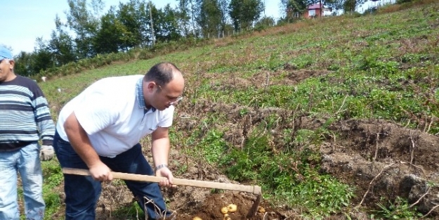 Ordu’nun Tarlaları Temiz