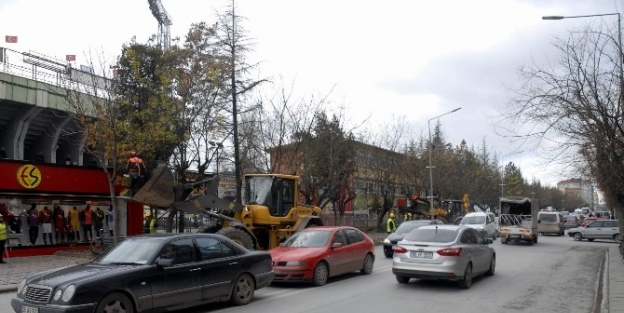 Ağaçlar Budanınca Trafikte Yoğunluk Yaşandı