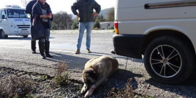 Köpeği minibüsün arkasına bağlayıp sürüklediler!