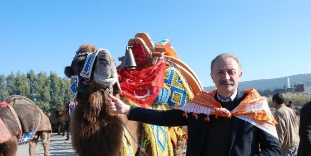 Şampiyon Develer 4. Kez Didim Arenasına Çikti