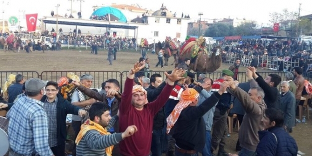 Ödemiş’te 900 Yıllık Deve Güreşi Geleneği