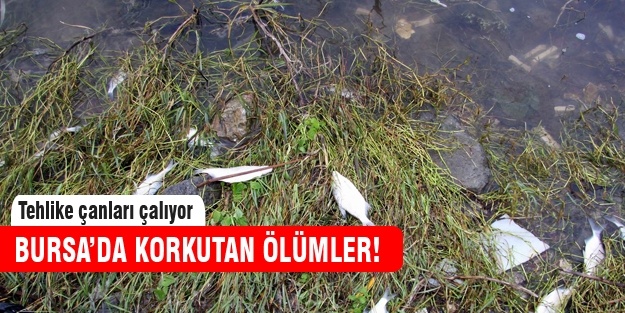 Bursa'da korkutan ölümler!