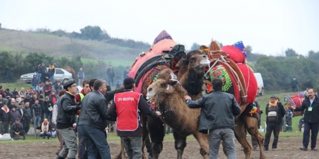 Develer Seyyar Morg İçin Güreşti