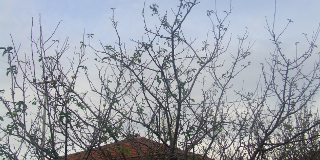 Kış ortasında erik