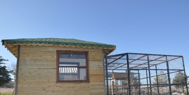 Uşak’ta Kedilere Ev Yapıldı