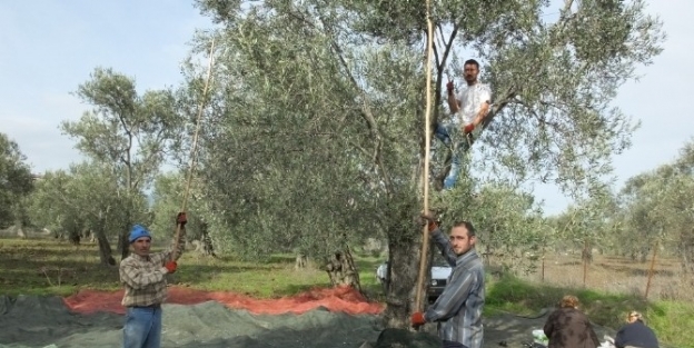 Burhaniye De Kadın Kahya Yevmiyelerin Azlığından Şikayetçi