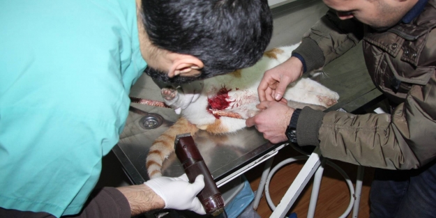 Bursa'da kedi kurtarma operasyonu!