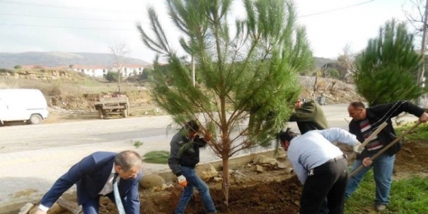 Gökçeada Ağaçlandırılıyor