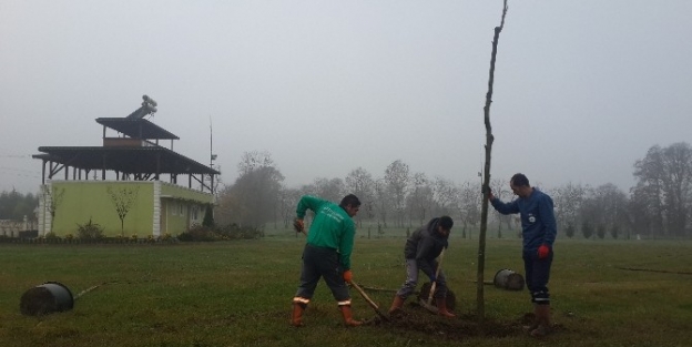 Kartepe Belediyesi 55 Çinar Dikti