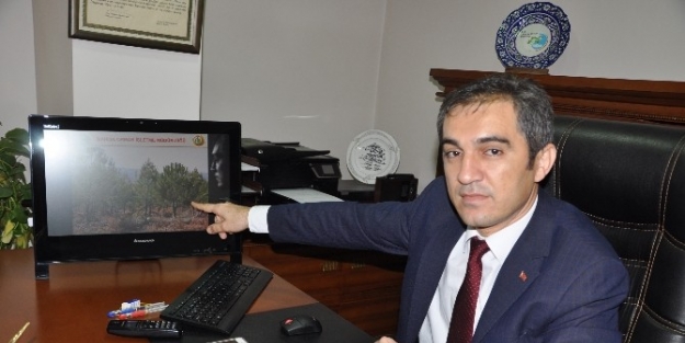 Yılbaşı Öncesi ’ağaç Kesmeyin’ Uyarısı