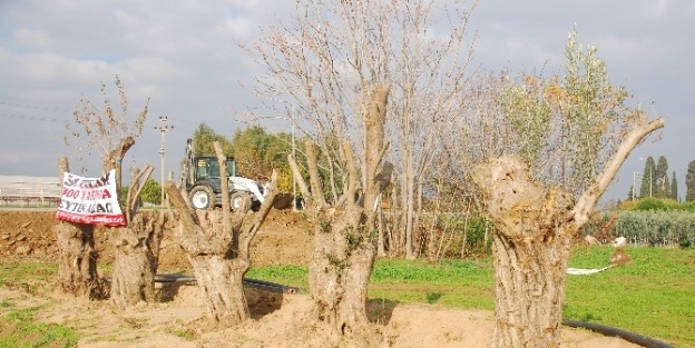(özel Haber) -300 Yaşındaki Zeytin Ağaçlarını Yok Olmaktan Kurtarıyorlar