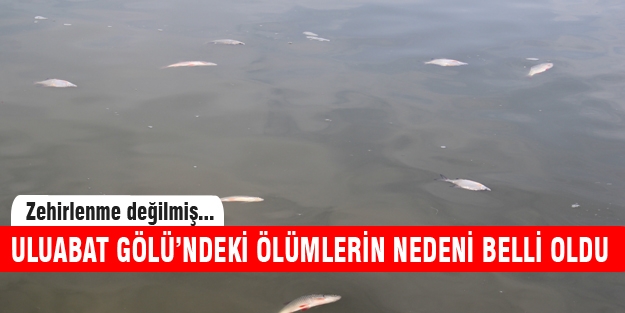 Ölü balıkları balıkçılar atmış