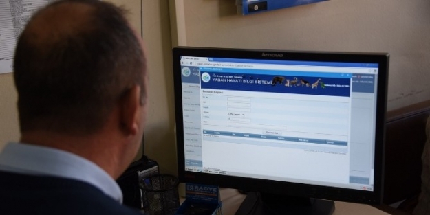 Sokak Hayvanlarına Çipli Takip