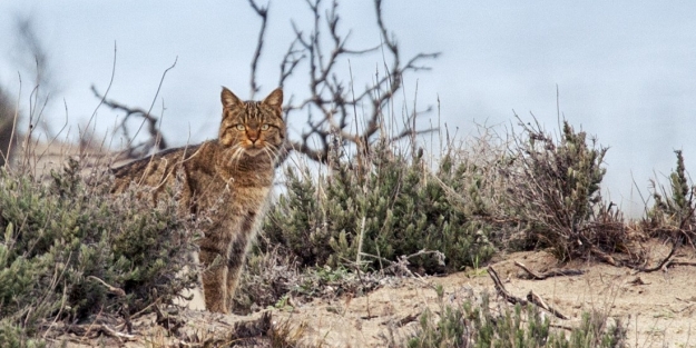 Karacabey'de yaban kedisi görüntülendi