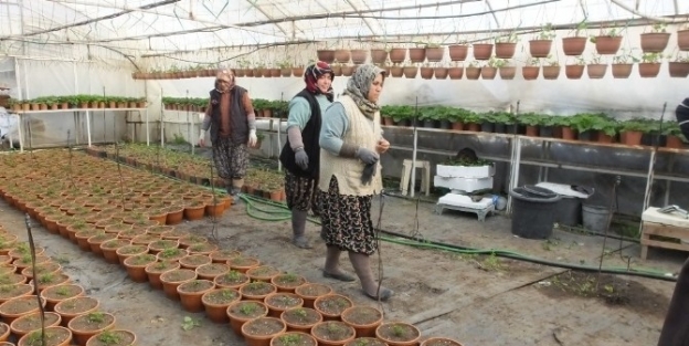 Burhaniye’ De Çiçek Seraları İş Kapısı Oldu
