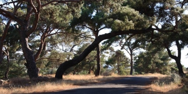 Gömeç’ Te Çamlik Koruluğu Atıllıktan Kurtarılıyor