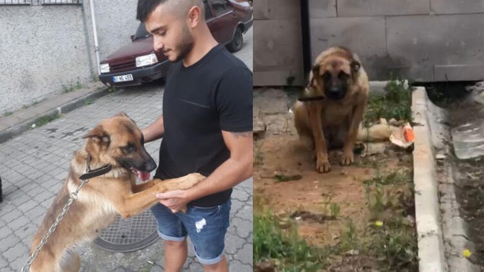 Bekçiyi ısıran köpek özgürlüğüne kavuştu