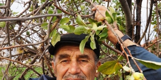 Elma Ağacı İkinci Kez Meyve Verdi