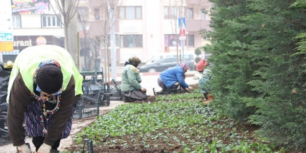 Bolu Belediyesi 2015’de 10 Bin Ağaç Dikecek
