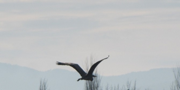 Balıkçıl Kuşu İlgi Odağı