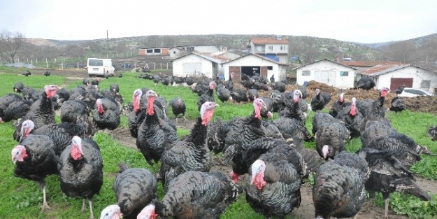 (özel Haber) Bu Köy Yılbaşını İple Çekiyor