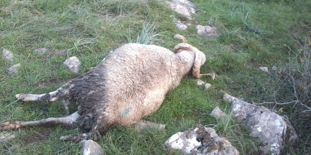 Bursa'da zehirli mısırlar ölüm saçtı