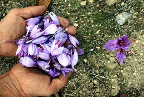 Dünyanın en pahalı bitkisi