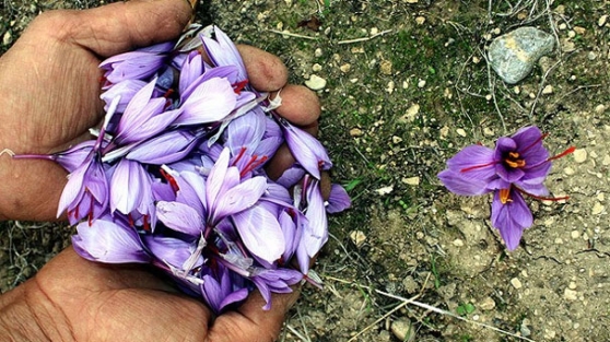 Dünyanın en pahalı bitkisi milli oldu